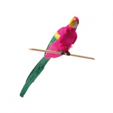 Papagei, der Piratenfreund